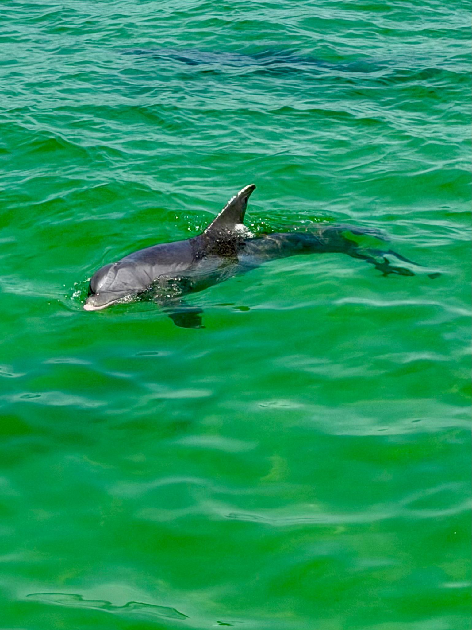 A dolphin surfacing in emerald-green water near Destin